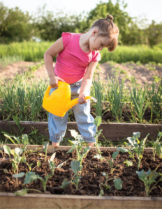 A child in a pink shirt is watering plants with a yellow watering can in a garden bed filled with young vegetables.