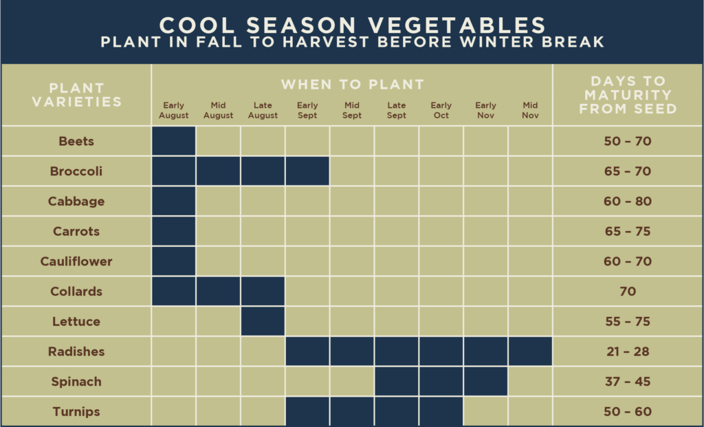 A chart detailing cool season vegetables, with columns for plant varieties, optimal planting months (from early August to mid-November), and days to maturity from seed, showcasing specific planting times for beets, broccoli, cabbage, carrots, cauliflower, collards, lettuce, radishes, spinach, and turnips.