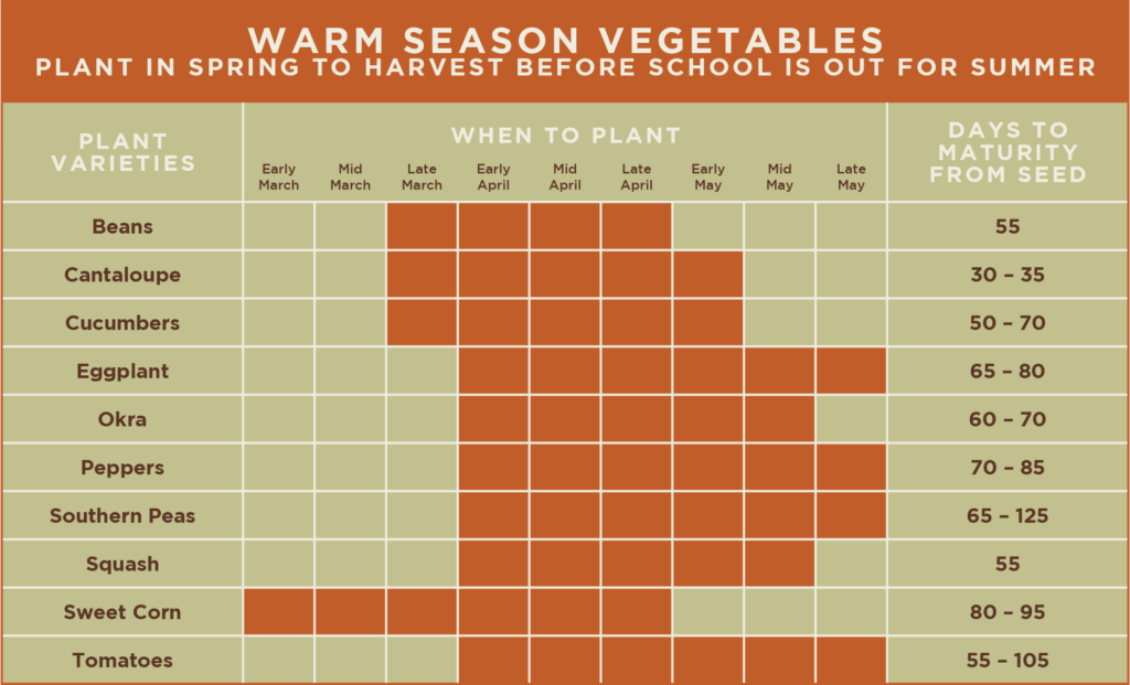 A color-coded chart listing warm season vegetables, their planting schedule across March to May, and days to maturity from seed. Each vegetable variety is aligned with specific planting weeks and associated maturity times.