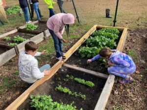 Children working in a school garden, tending to vegetable plots in raised beds, with some doing activities like planting or weeding.