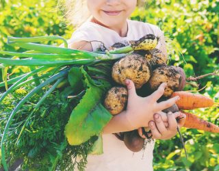 organic homemade vegetables harvest carrots and beets. nature.