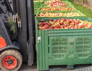 Forklift carries crates of fruit. Apples in container